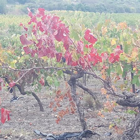Gite Dans Ancienne Bergerie En Pleine Garrigue Fraissé-des-Corbières Esterno foto