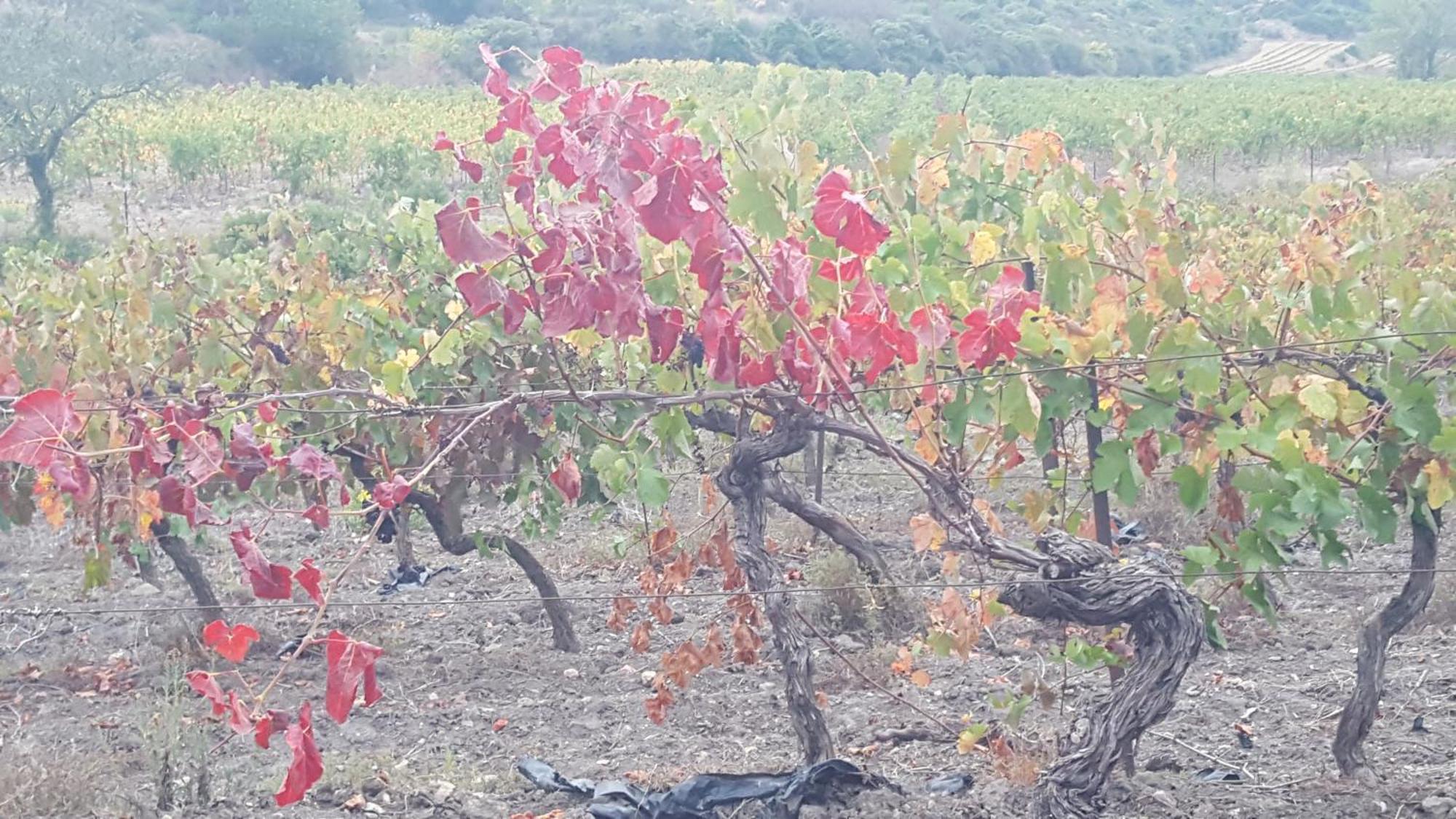 Gite Dans Ancienne Bergerie En Pleine Garrigue Fraissé-des-Corbières Esterno foto