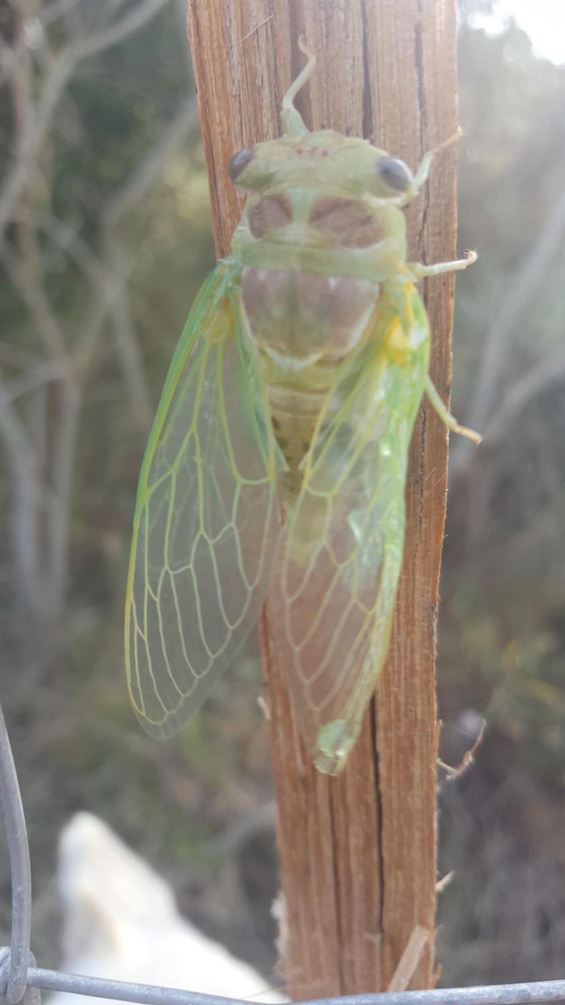 Gite Dans Ancienne Bergerie En Pleine Garrigue Fraissé-des-Corbières Esterno foto
