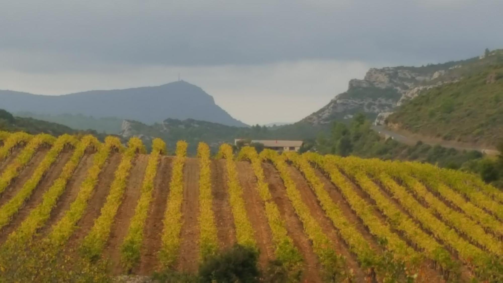 Gite Dans Ancienne Bergerie En Pleine Garrigue Fraissé-des-Corbières Esterno foto